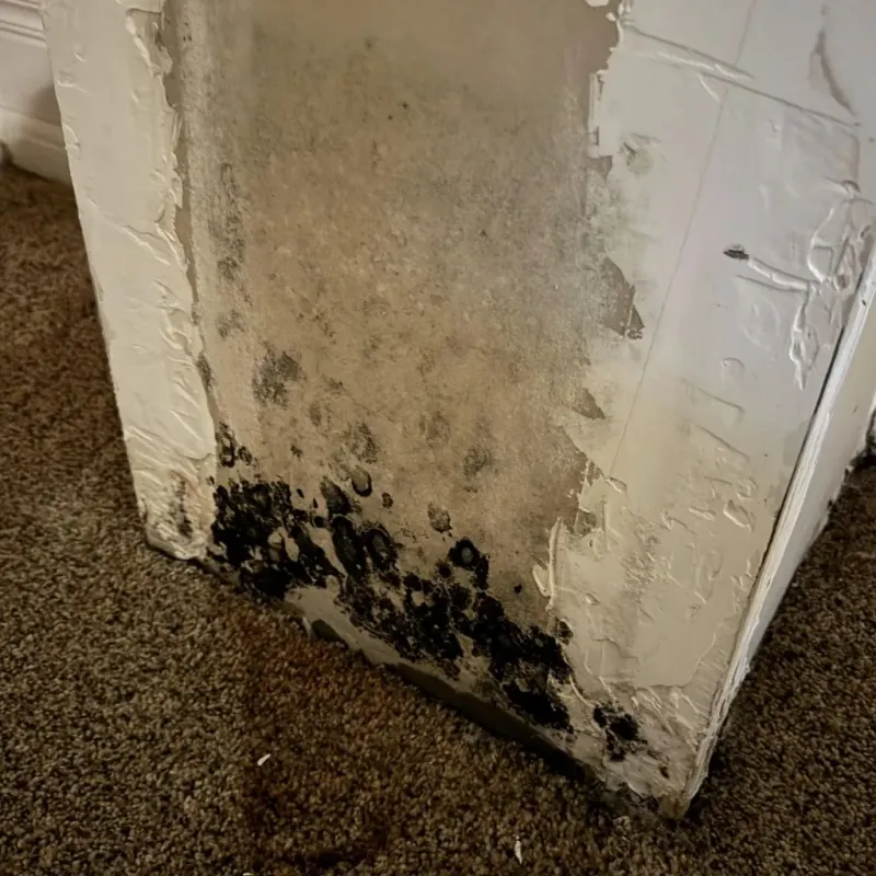 Professional Mold Removal in Creedmoor, NC